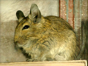 Смотреть фото Дегу Фото Дегу