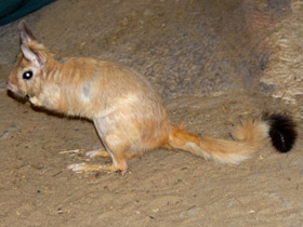 Фото Капский долгоног