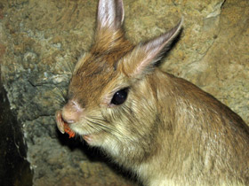 Фото Капский долгоног