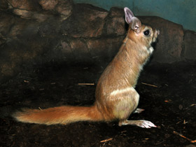 Фото Восточноафриканский долгоног