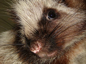 Смотреть фото Облачная крыса Фото Облачная крыса