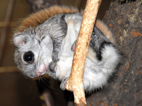 Смотреть фото Белка-летяга Фото Белка-летяга