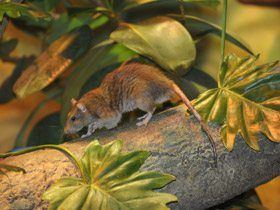 Смотреть фото Серая крыса Фото Серая крыса