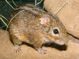 Смотреть фото Четырёхполосая мышь Фото Четырёхполосая мышь
