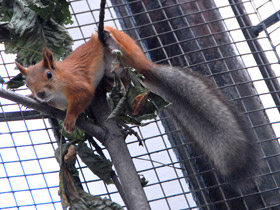 Смотреть фото Зачем животным хвосты. 10 чудесных функций Фото Зачем животным хвосты. 10 чудесных функций