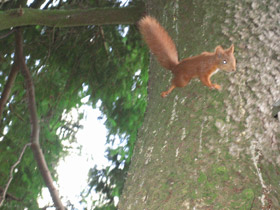 Смотреть фото Обыкновенная белка Фото Обыкновенная белка