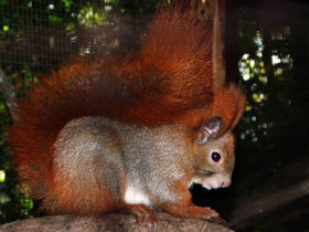 Смотреть фото Обыкновенная белка Фото Обыкновенная белка