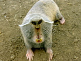 Фото Слепыш гигантский