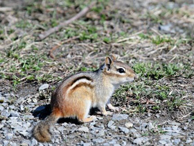 Фото Бурундук