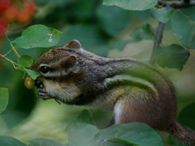 Фото Бурундук