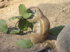 Смотреть фото Капская земляная белка Фото Капская земляная белка