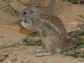 Смотреть фото Капская земляная белка Фото Капская земляная белка