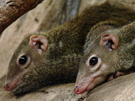 Смотреть фото Малайская тупайя Фото Малайская тупайя