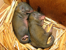 Смотреть фото Малайская тупайя Фото Малайская тупайя