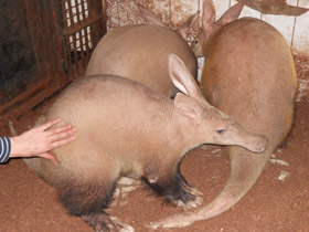 Фото Трубкозубы