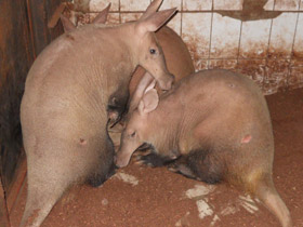 Фото Трубкозубы