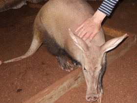 Фото Трубкозубы