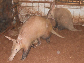 Фото Трубкозубы