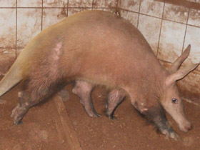 Фото Трубкозубы