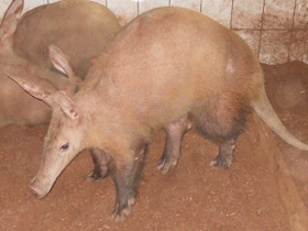 Фото Трубкозубы