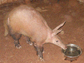 Фото Трубкозубы