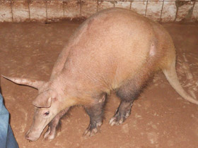 Фото Трубкозубы