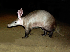 Фото Трубкозубы