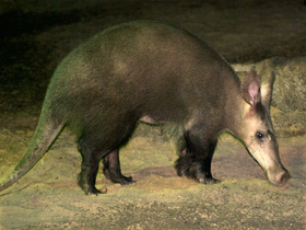 Фото Трубкозубы