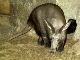 Фото Трубкозубы