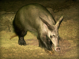 Трубкозуб: насекомоядное копытное Трубкозуб: насекомоядное копытное
