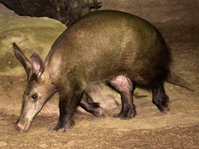 Фото Трубкозубы