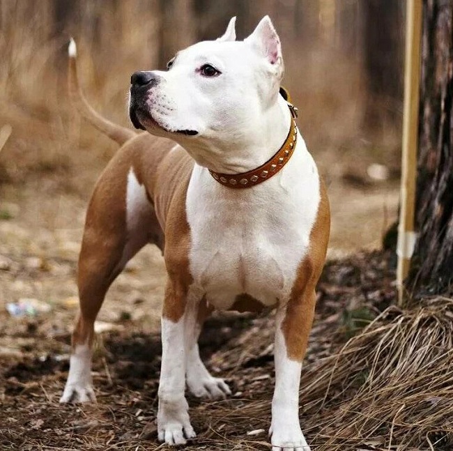 Американский стаффордширский терьер