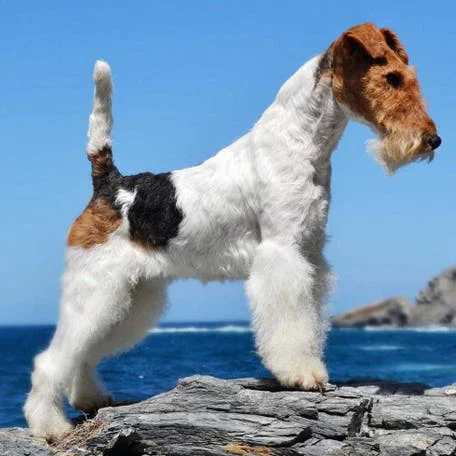 Жесткошёрстный фокстерьер