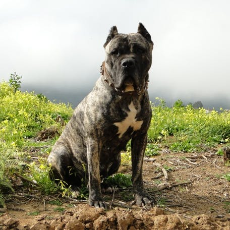 Канарский дог