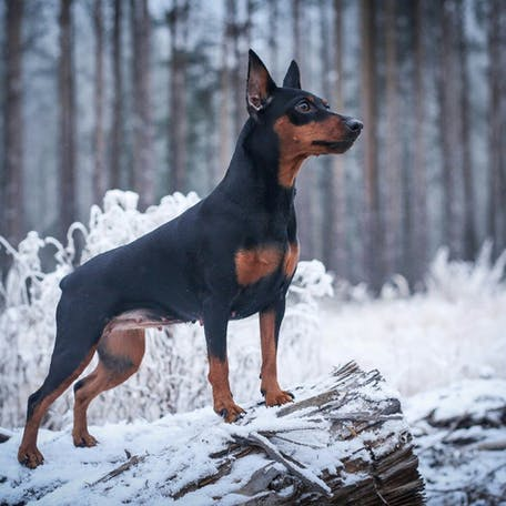 Карликовый пинчер