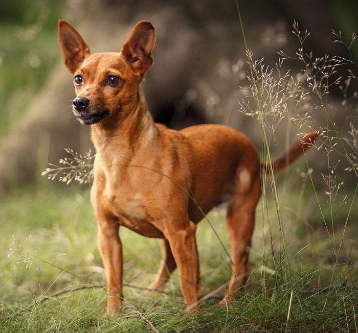Карликовый пинчер