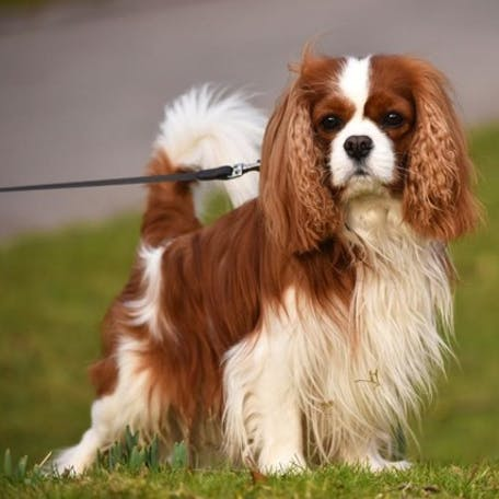 Кавалер-кинг-чарльз-спаниель