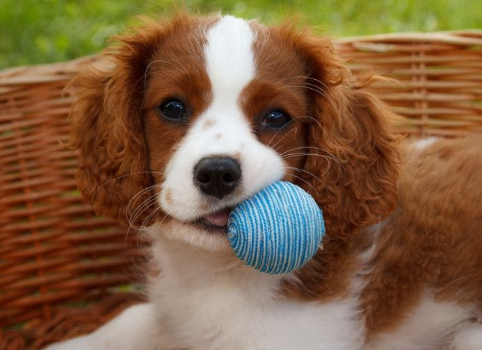 Кавалер-кинг-чарльз-спаниель