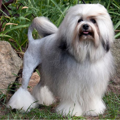 Малая львиная собака