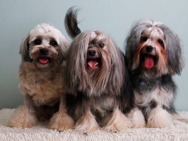 Малая львиная собака