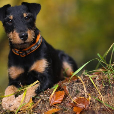 Немецкий ягдтерьер