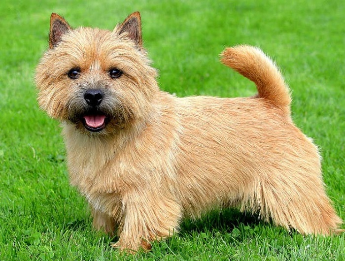 Норвич-терьер