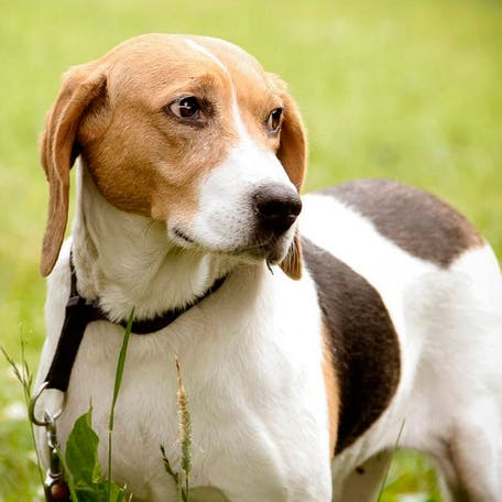 Эстонская гончая