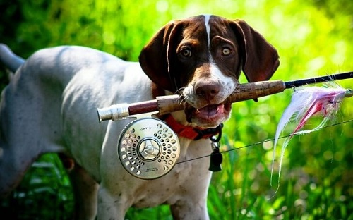 Как правильно кормить собаку рыбой?