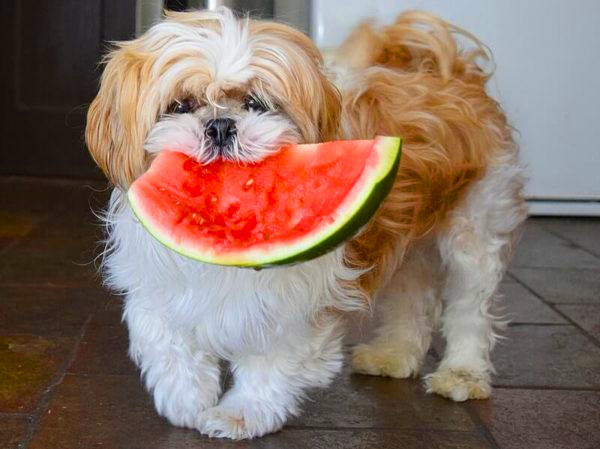 Какие фрукты можно давать собакам мелких пород