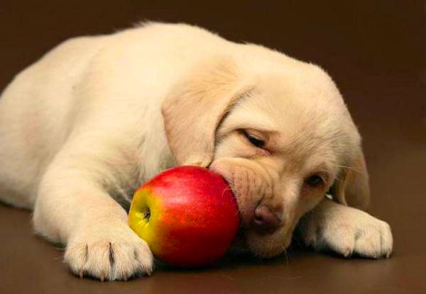 Какие ягоды и фрукты можно собакам?