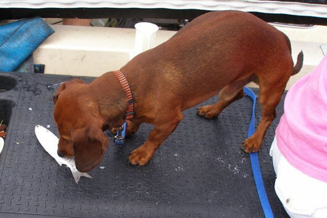 Какую рыбу можно собакам?