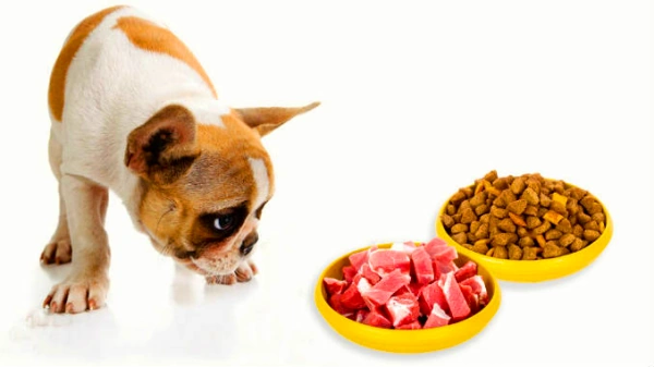 Можно ли совмещать сухой корм для собак и натуральную пищу