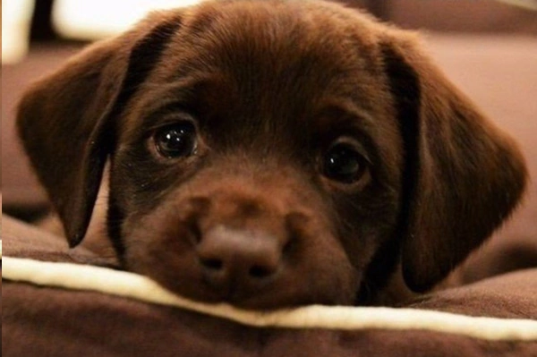 Начало прикорма щенков при отъеме от матери