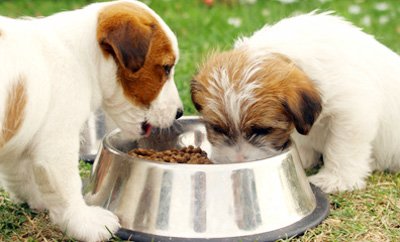 Основные минеральные вещества. Значение минеральных веществ